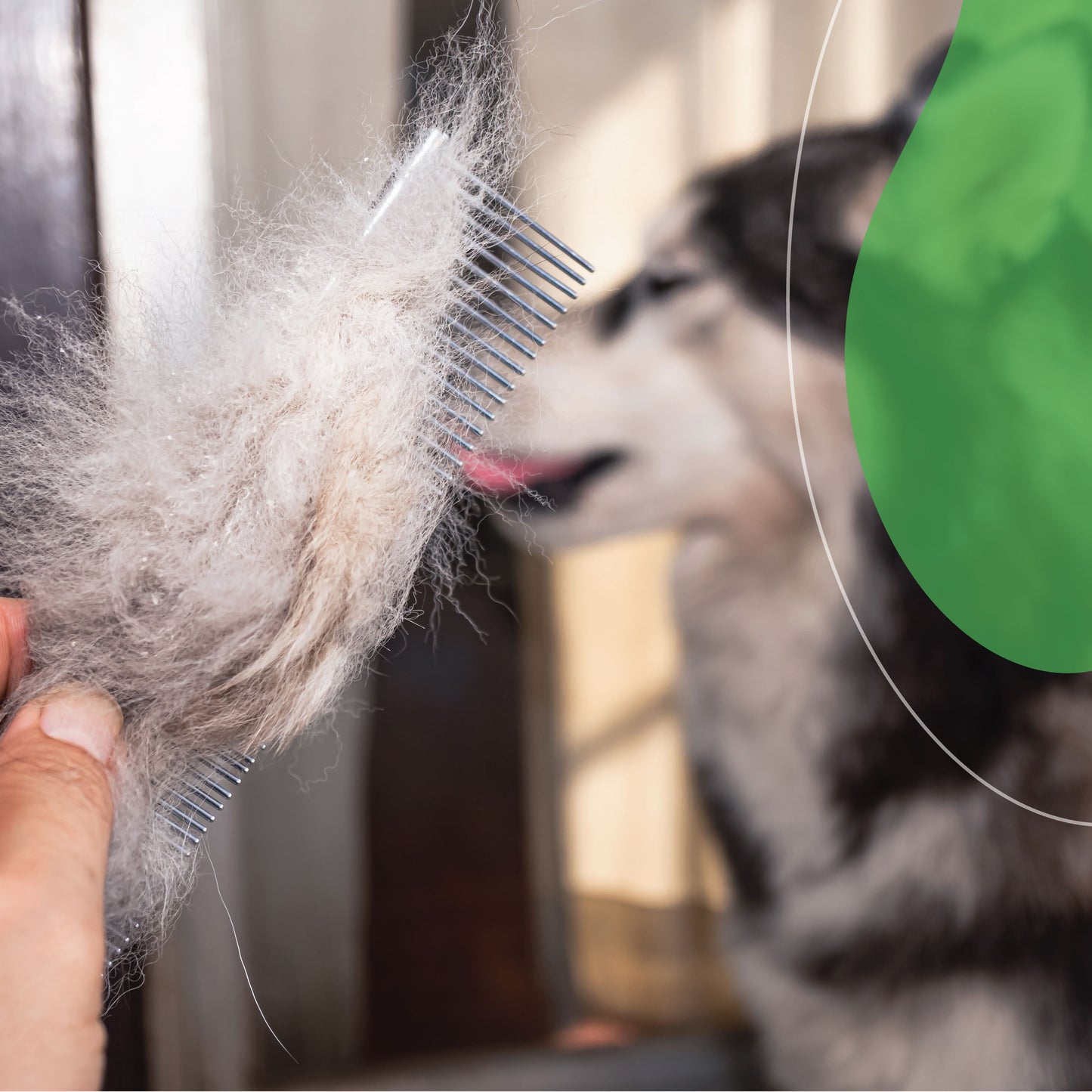 Kit Piedra pómez con agarradera para limpiar el baño - Pómez - Ideal para wc's, lavamanos, azulejos - Quita callos - Hecha de vidrio 100% reciclado.