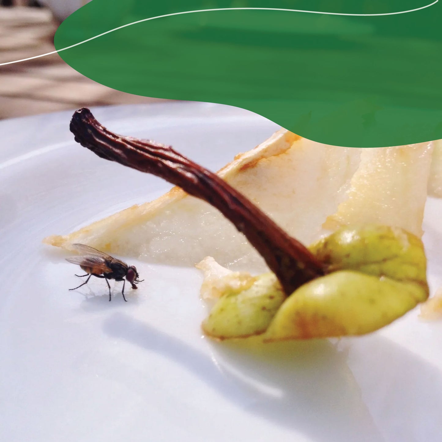 Kit de trampas de pegamento para moscas - No venenoso -  100% Ecológico.
